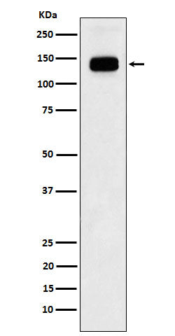 Western blot analysis of GTF2I expression in Jurkat cell lysate.