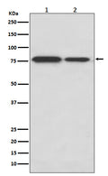 Western blot analysis of DRD1 expression in (1) SH-SY5Y cell lysate; (2) Mouse kidney lysate.
