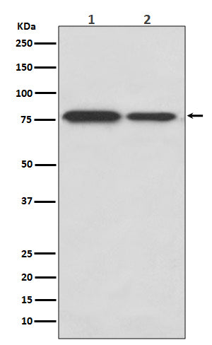 Western blot analysis of DRD1 expression in (1) SH-SY5Y cell lysate; (2) Mouse kidney lysate.