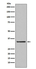 Western blot analysis of Orai1 expression in human platelet lysate.