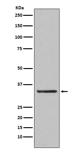 Western blot analysis of Orai1 expression in human platelet lysate.