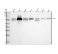Anti-CD55 Rabbit Monoclonal Antibody