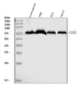Anti-CD55 Antibody Picoband® (monoclonal, 5B9E1)