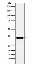 Western blot analysis of HOXA9 expression in 293T cell lysate.