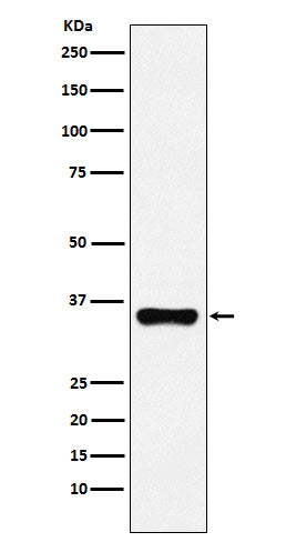 Western blot analysis of HOXA9 expression in 293T cell lysate.