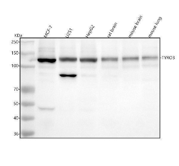 Anti-TYRO3 Rabbit Monoclonal Antibody