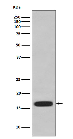 Western blot analysis of CD59 expression in HUVEC cell lysate.