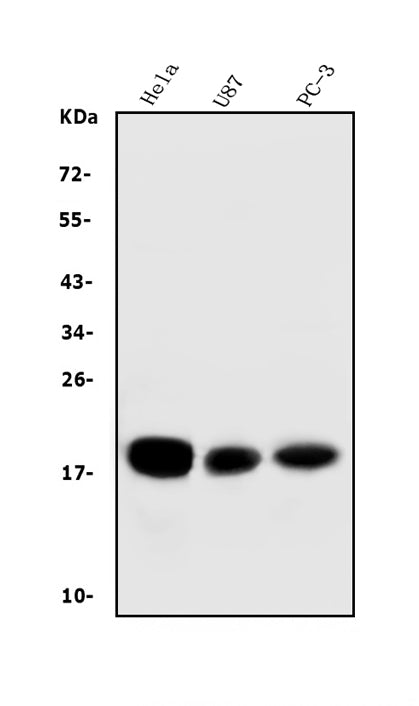 Anti-CD59 Antibody Picoband®(monoclonal, 3C10)