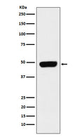 Western blot analysis of Pannexin 1 expression in Caco-2 cell lysate.