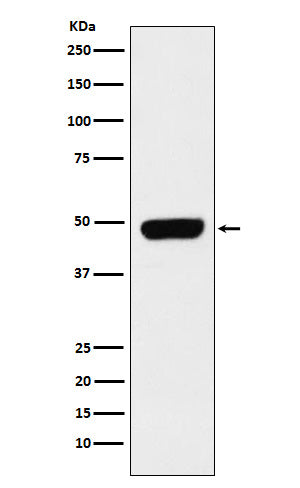 Western blot analysis of Pannexin 1 expression in Caco-2 cell lysate.