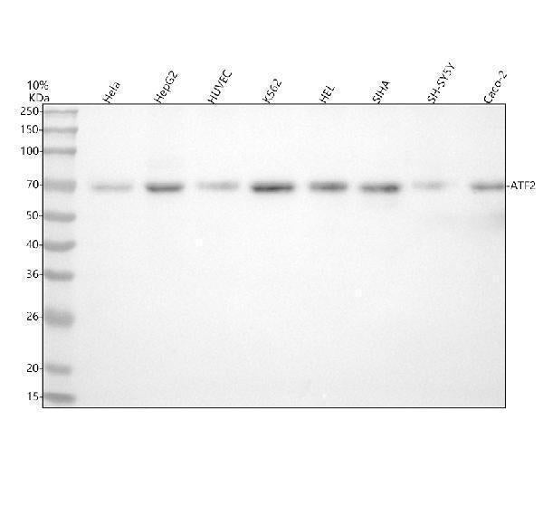 Anti-ATF2 Rabbit Monoclonal Antibody