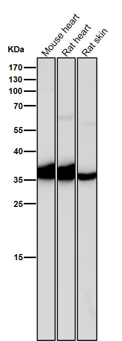 All lanes use the Antibody at 1:2K dilution for 1 hour at room temperature.