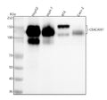 Anti-CEACAM1 Rabbit Monoclonal Antibody