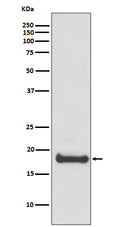 Western blot analysis of ARF6 expression in 293T cell lysate.
