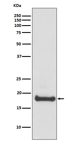 Western blot analysis of ARF6 expression in 293T cell lysate.