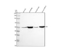 Anti-Glutathione Synthetase Rabbit Monoclonal Antibody