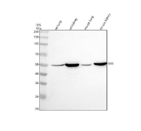 Anti-Glutathione Synthetase Rabbit Monoclonal Antibody