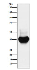 Anti-BST2 Monoclonal Antibody