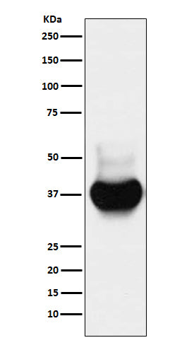 Anti-BST2 Monoclonal Antibody