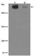 Western blot analysis of Cytotactin C expression in (1)Human fetal brain lysate;(2)Human fetal kidney lysate.