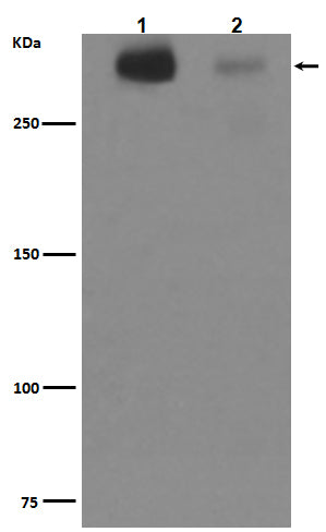 Western blot analysis of Cytotactin C expression in (1)Human fetal brain lysate;(2)Human fetal kidney lysate.