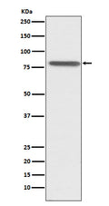 Western blot analysis of PSAP expression in HepG2 cell lysate.