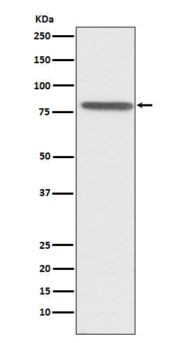 Western blot analysis of PSAP expression in HepG2 cell lysate.