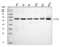 Anti-SHP1/PTPN6 Antibody Picoband® (monoclonal, 8H11B10)