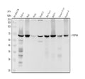 Anti-SHP1 PTPN6 Rabbit Monoclonal Antibody