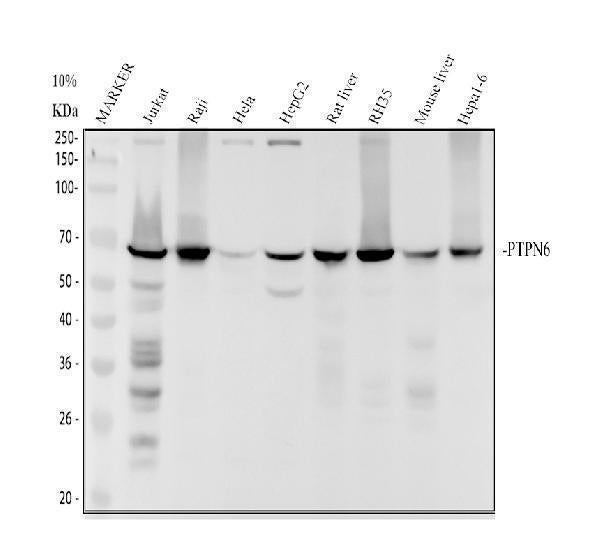 Anti-SHP1 PTPN6 Rabbit Monoclonal Antibody