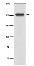 Western blot analysis of FASN expression in A549 cell lysate.