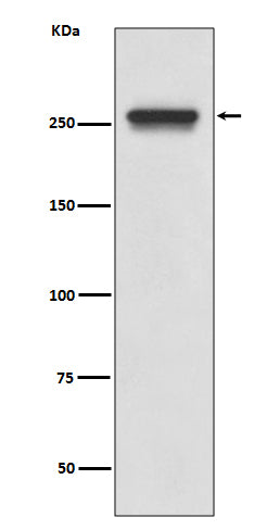 Western blot analysis of FASN expression in A549 cell lysate.