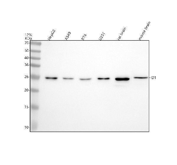 Anti-Id1 Rabbit Monoclonal Antibody