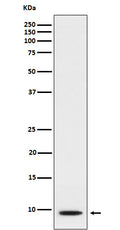 Western blot analysis of CXCL5 expression in A549 cell lysate treated with TNF alpha and TPA .