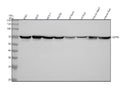 Anti-Hsp70 HSPA1A Rabbit Monoclonal Antibody