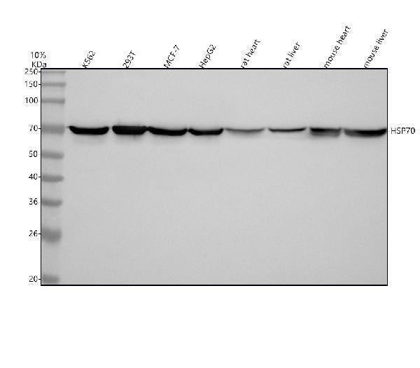 Anti-Hsp70 HSPA1A Rabbit Monoclonal Antibody