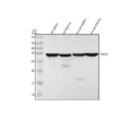 Anti-TIRAP Rabbit Monoclonal Antibody