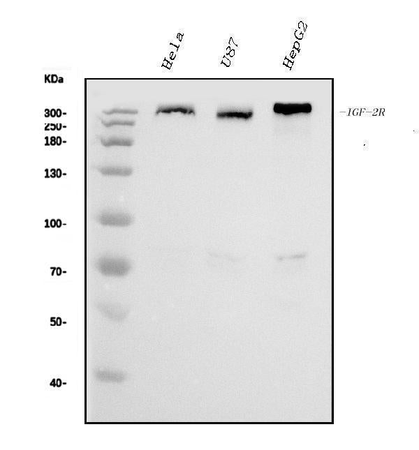 Anti-IGF2R Antibody Picoband® (monoclonal, 4I11)