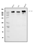 Anti-IGF2R Antibody Picoband® (monoclonal, 6G2)