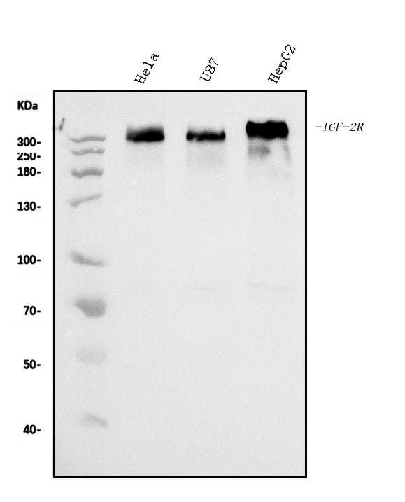 Anti-IGF2R Antibody Picoband® (monoclonal, 6G2)