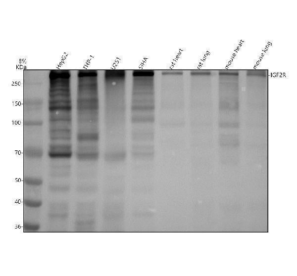 Anti-M6PR IGF2R Rabbit Monoclonal Antibody