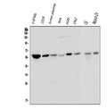 Anti-Optineurin/OPTN Antibody Picoband® (monoclonal, 3D8)