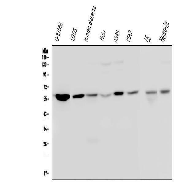 Anti-Optineurin/OPTN Antibody Picoband® (monoclonal, 3D8)