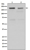 Western blot analysis of Topoisomerase II alpha expression in (1) HeLa cell lysate; (2) Jurkat cell lysate.