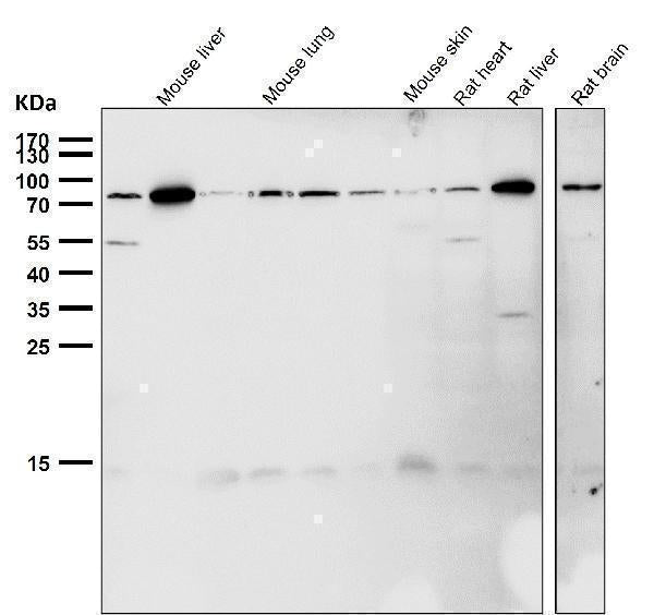 All lanes use the Antibody at 1:1K dilution for 1 hour at room temperature.
