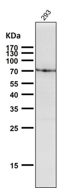 All lanes use the Antibody at 1:1K dilution for 1 hour at room temperature.