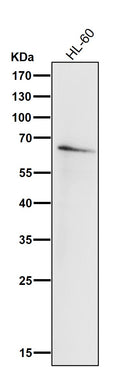 All lanes use the Antibody at 1:1K dilution for 1 hour at room temperature.