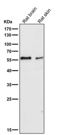 All lanes use the Antibody at 1:3K dilution for 1 hour at room temperature.