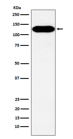 Western blot analysis of BCAR1 expression in A431 cell lysate.