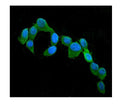 Anti-Cystatin C/CST3 Antibody Picoband® (monoclonal, 4H8)